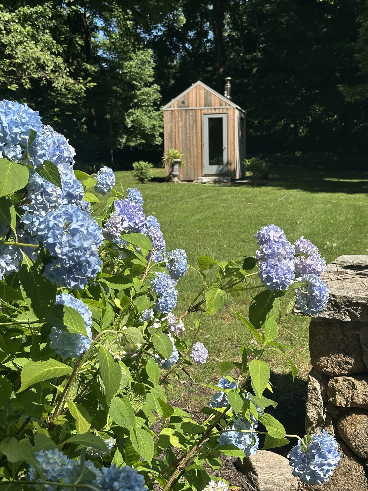 Wilton, Connecticut custom sauna — seen past hydrangeas in bloom, with a dry stone wall in the foreground
