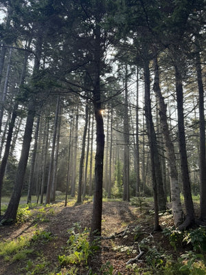 Spruce Head