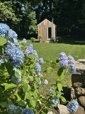 Wilton, Connecticut custom sauna — seen past hydrangeas in bloom, with a dry stone wall in the foreground