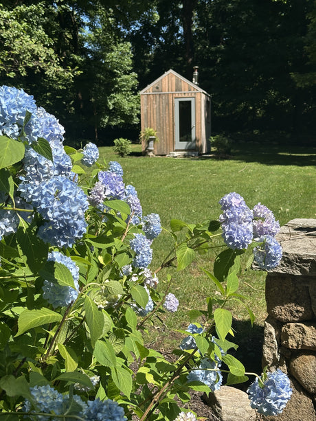 Wilton, Connecticut custom sauna — seen past hydrangeas in bloom, with a dry stone wall in the foreground